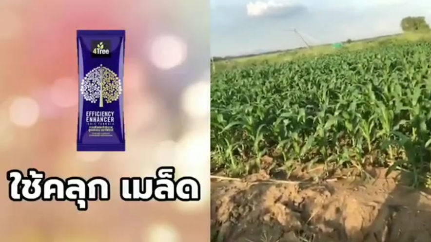 4Tree เพิ่มผลผลิตอย่างชัดเจน ข้าวโพดหวาน สุดสายพันธุ์